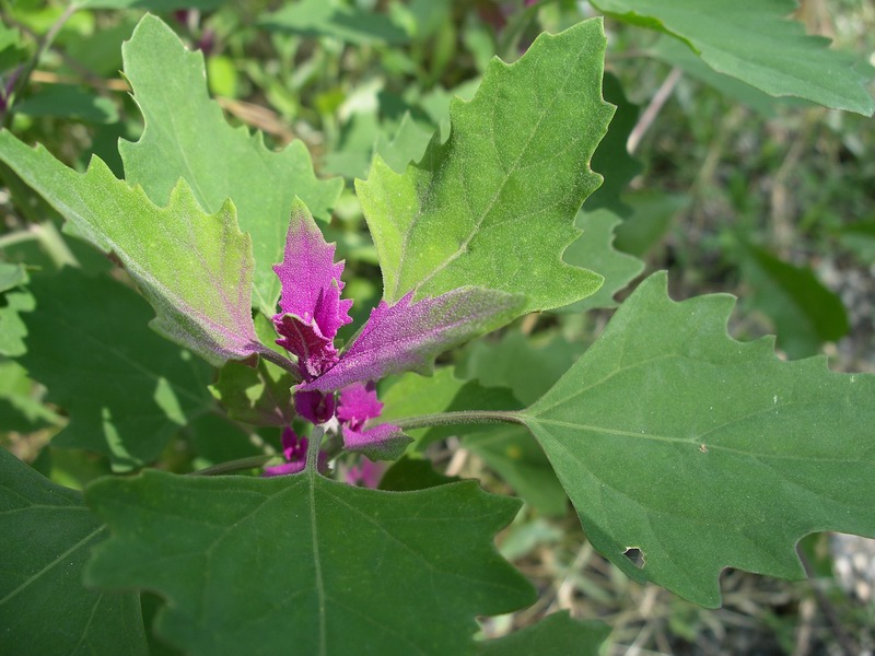 foglie parzialmente rosso-violacee - Chernopodium sp.